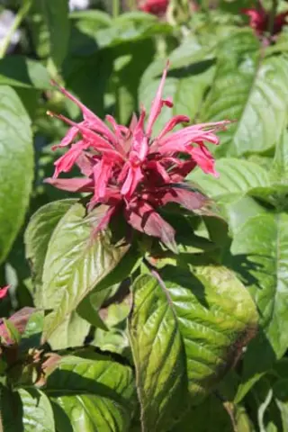 Monarda 'Shelley'