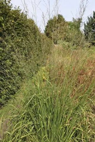 Molinia caerulea ssp. arundinacea 'Transparant'