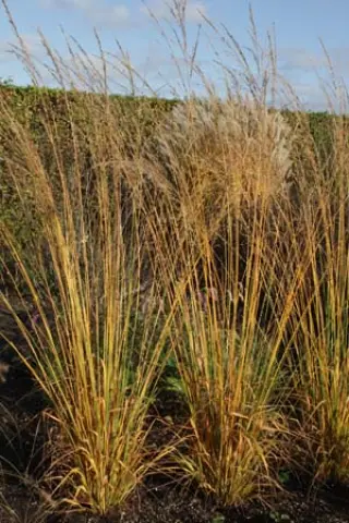 Molinia caerulea ssp. arundinacea 'Skyracer'