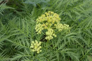 Molopospermum peloponnesiacum