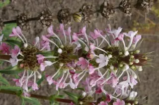 Morina longifolia