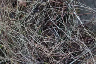 Muehlenbeckia ephedroides