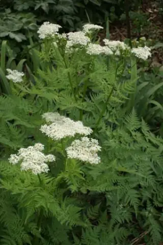Myrrhis odorata
