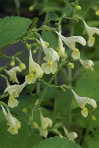 Nepeta govaniana