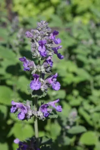 Nepeta 'Hill Grounds'