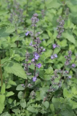 Nepeta 'Purrsian Blue'
