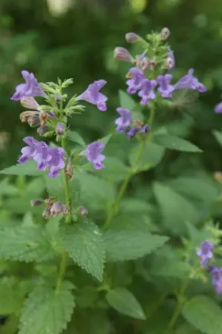 Nepeta 'Weinheim Big Blue'