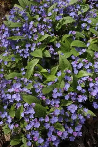 Omphalodes cappadocica 'Cherry Ingram'