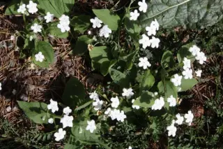 Omphalodes verna 'Alba'