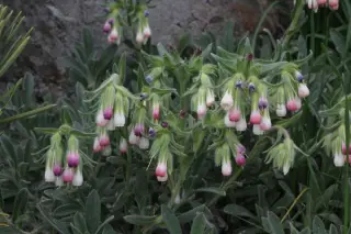 Onosma alboroseum