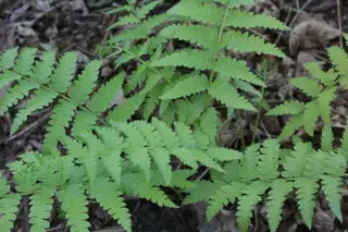 Osmunda cinnamomea