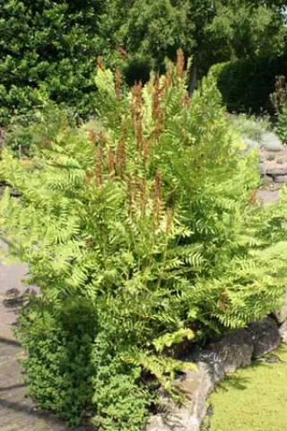 Osmunda regalis
