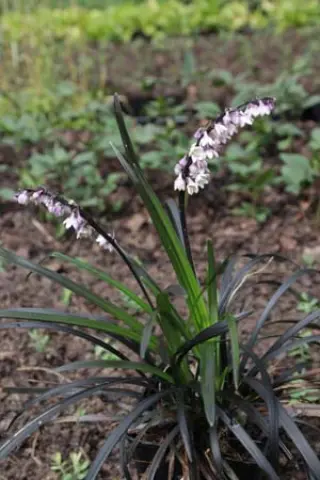 Ophiopogon planiscapis 'Nigrescens'