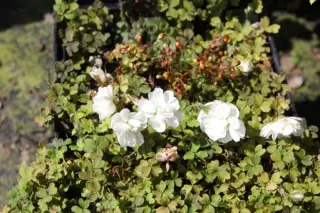 Oxalis magellanica 'Nelson'