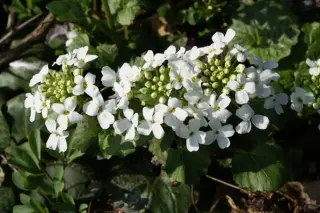 Pachyphragma macrophyllum