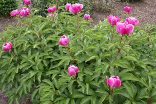 Paeonia anomala anom. (sinjianensis)
