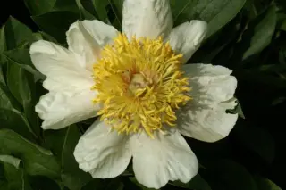 Paeonia 'Claire De Lune'
