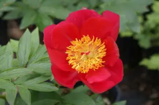 Paeonia 'Flame'