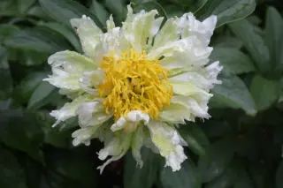 Paeonia 'Green Halo'
