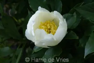 Paeonia 'Jan Van Leeuwen'