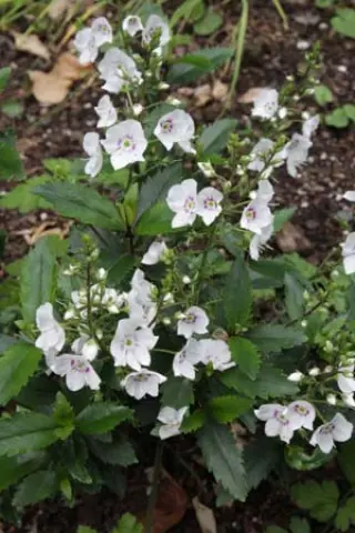 Parahebe catarractae 'Avalanche'