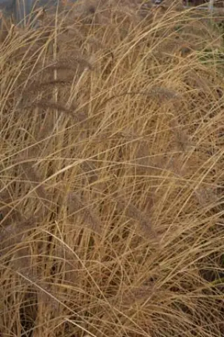 Pennisetum alopecuroides 'Cassian's Choice'