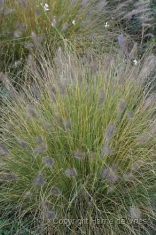 Pennisetum alopecuroides 'Hameln'