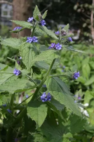Pentaglottis sempervirens