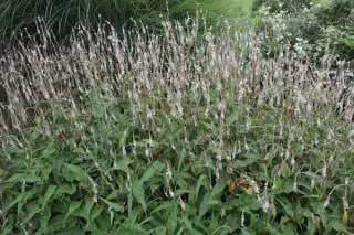 Persicaria amplexicaulis 'Alba'