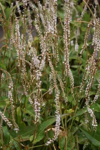 Persicaria amplexicaulis 'Alba Vorm'