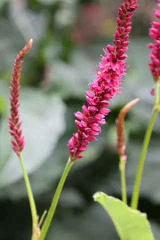 Persicaria amplexicaulis 'Amethyst Summer'