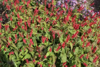 Persicaria amplexicaulis 'Anne's Choice'