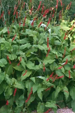 Persicaria amplexicaulis 'Bloody Mary'