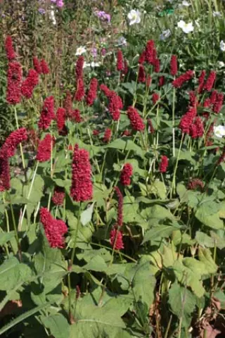 Persicaria amplexicaulis 'Black Adder'