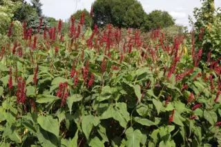 Persicaria amplexicaulis 'Blackfield'