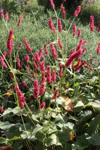 Persicaria amplexicaulis 'Fat Domino'