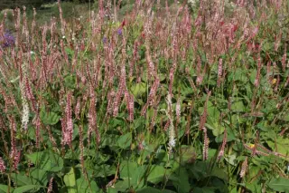 Persicaria amplexicaulis 'Fine Pink'
