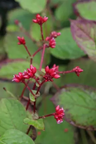 Persicaria 'Indian Summer'
