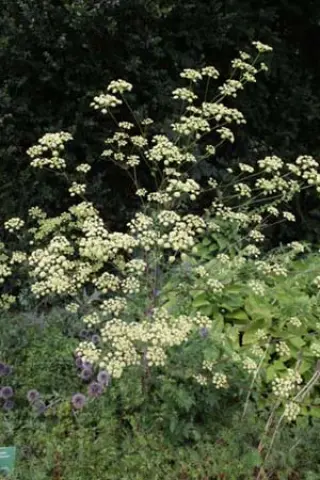 Peucedanum alsaticum