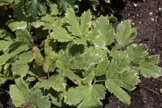 Peucedanum ostruthium 'Daphnis'