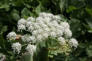 Peucedanum ostruthium