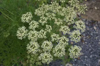 Peucedanum rablense