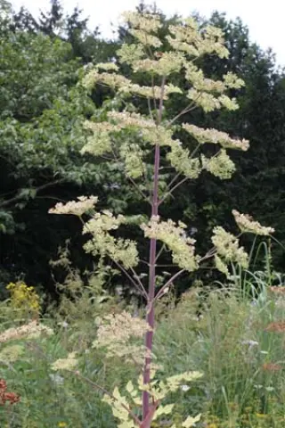 Peucedanum verticillare