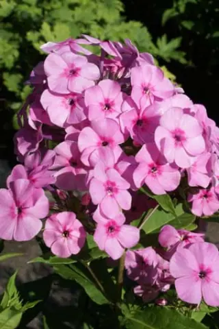 Phlox amplifolia 'Minnehaha'