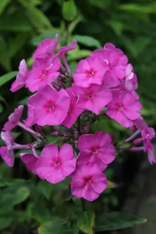 Phlox amplifolia 'Winnetou'