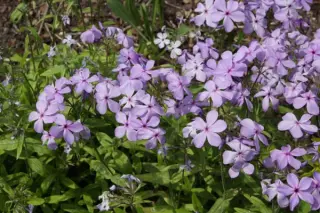 Phlox divaricata 'Blue Dreams'