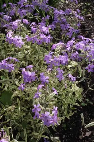 Phlox divaricata 'Blue Ribbons'