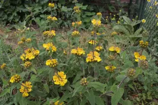 Phlomis longifolia