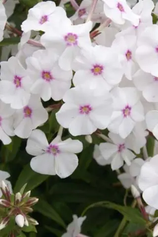 Phlox maculata 'Reine Du Jour'
