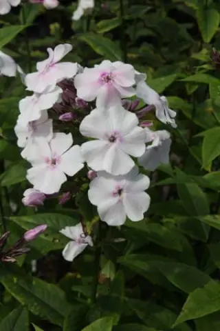 Phlox paniculata 'Alabaster' (Syn. 'Elfe')